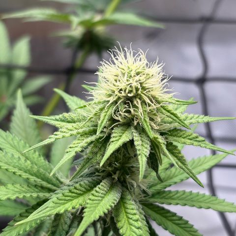 Tropicana Cherry growlog timeline photo