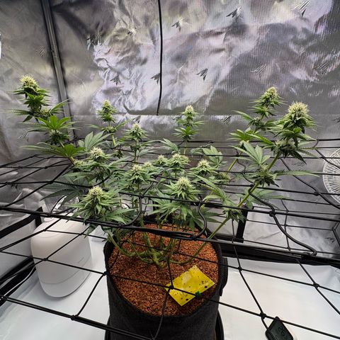 Tropicana Cherry growlog timeline photo