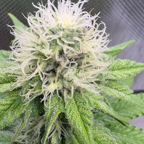 Tropicana Cherry growlog timeline photo