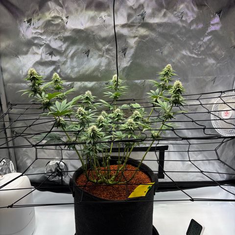 Tropicana Cherry growlog timeline photo