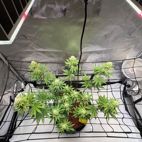 Tropicana Cherry growlog timeline photo