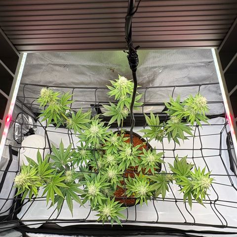 Tropicana Cherry growlog timeline photo