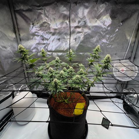 Tropicana Cherry growlog timeline photo
