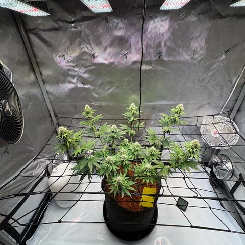 Tropicana Cherry growlog timeline photo