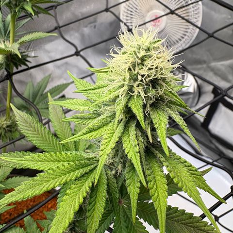 Tropicana Cherry growlog timeline photo