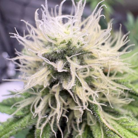 Tropicana Cherry growlog timeline photo