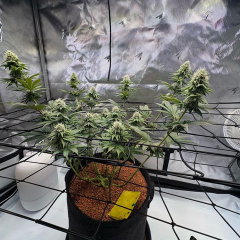 Tropicana Cherry growlog timeline photo