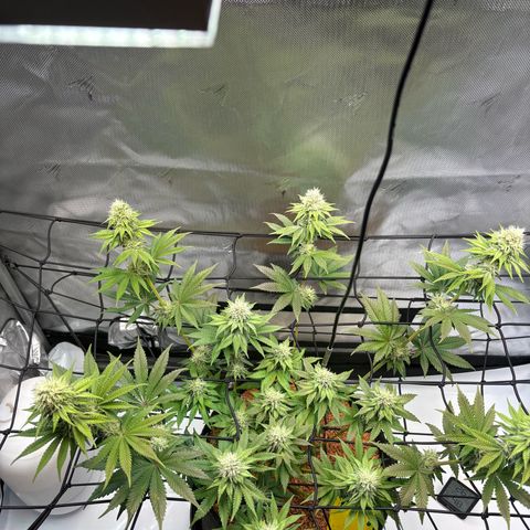 Tropicana Cherry growlog timeline photo