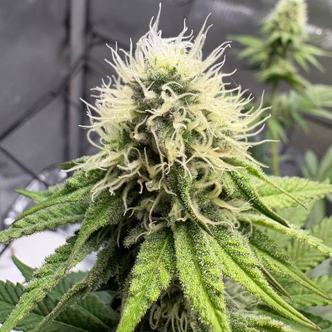 Tropicana Cherry growlog timeline photo