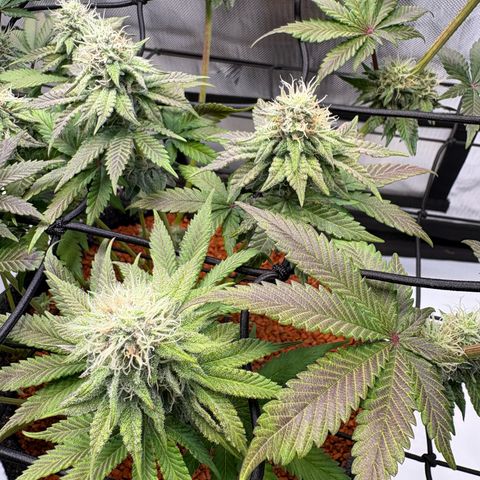 Tropicana Cherry growlog timeline photo