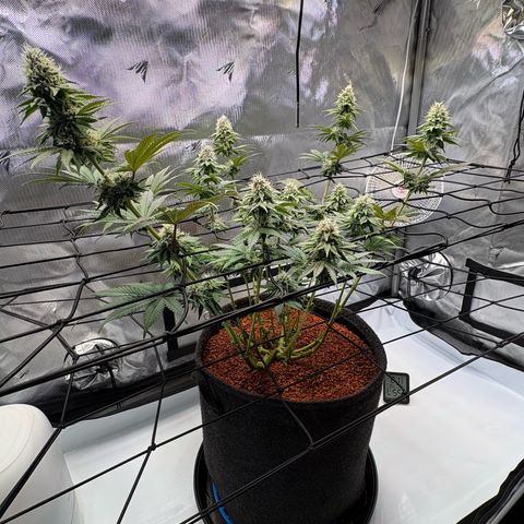 Tropicana Cherry growlog timeline photo