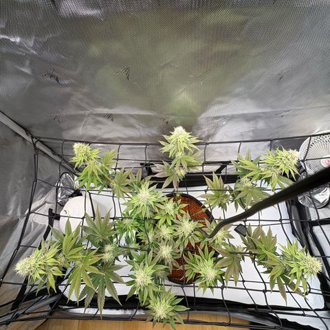 Tropicana Cherry growlog timeline photo