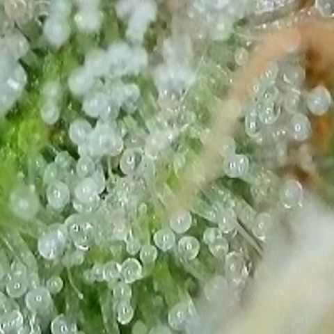 Tropicana Cherry growlog timeline photo