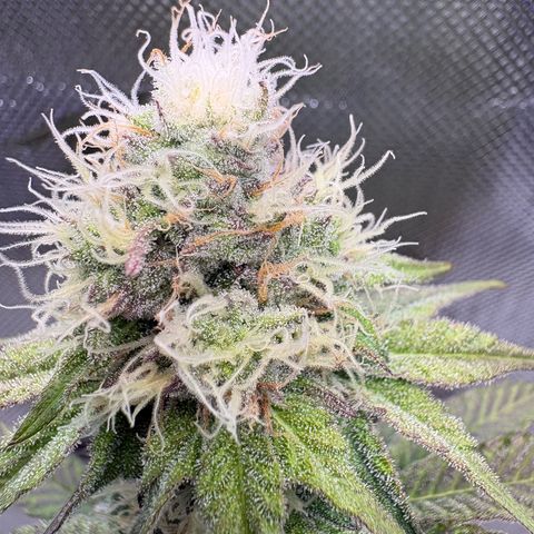Tropicana Cherry growlog timeline photo