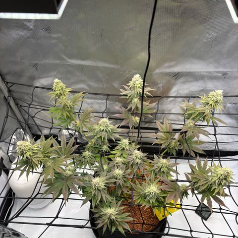 Tropicana Cherry growlog timeline photo