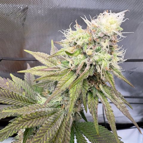 Tropicana Cherry growlog timeline photo