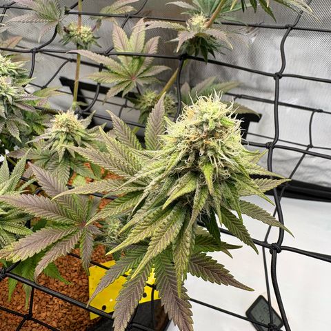 Tropicana Cherry growlog timeline photo