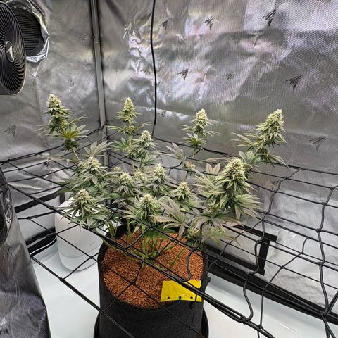 Tropicana Cherry growlog timeline photo