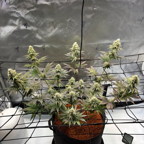 Tropicana Cherry growlog timeline photo