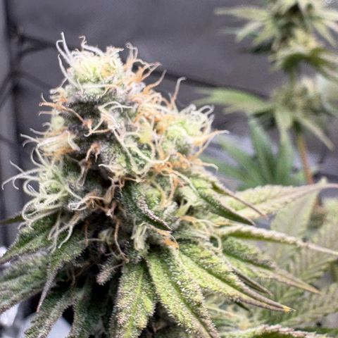 Tropicana Cherry growlog timeline photo