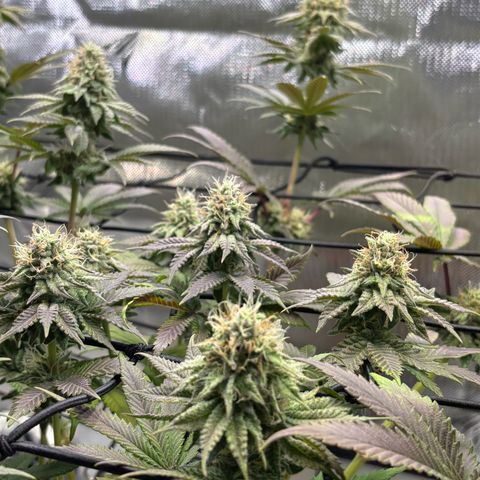 Tropicana Cherry growlog timeline photo