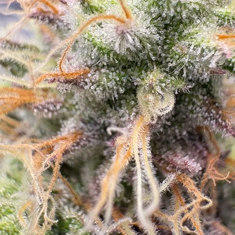 Tropicana Cherry growlog timeline photo