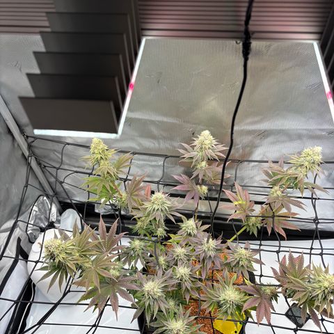 Tropicana Cherry growlog timeline photo