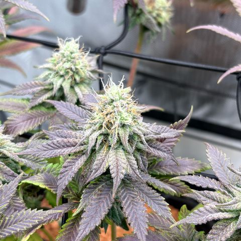 Tropicana Cherry growlog timeline photo