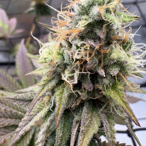 Tropicana Cherry growlog timeline photo