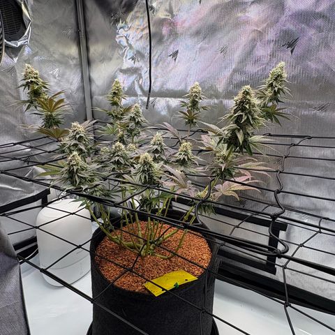 Tropicana Cherry growlog timeline photo