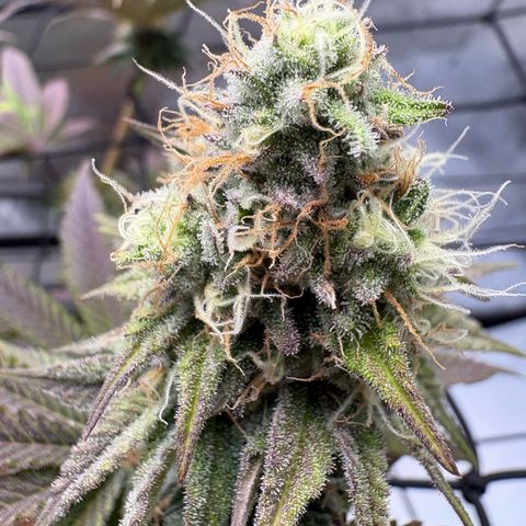 Tropicana Cherry growlog timeline photo