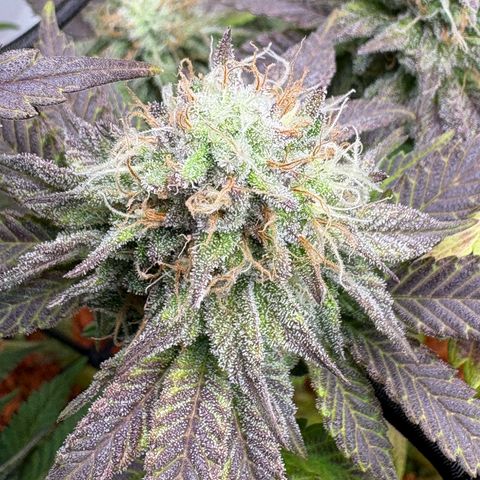 Tropicana Cherry growlog timeline photo