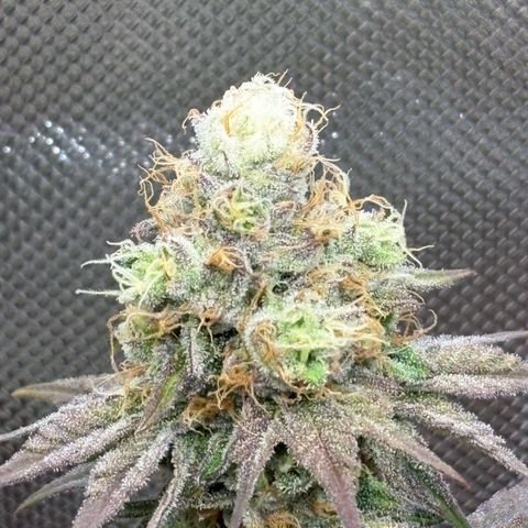 Tropicana Cherry growlog timeline photo
