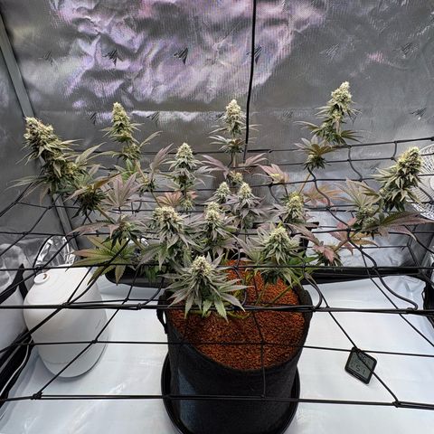 Tropicana Cherry growlog timeline photo