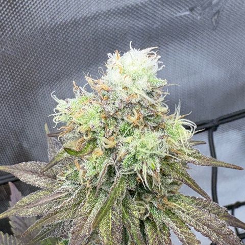 Tropicana Cherry growlog timeline photo
