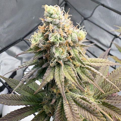 Tropicana Cherry growlog timeline photo