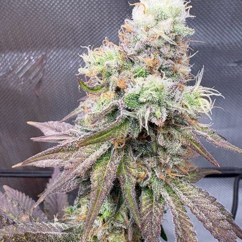 Tropicana Cherry growlog timeline photo