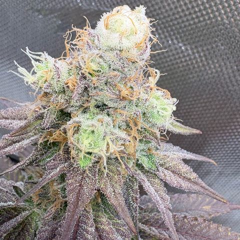 Tropicana Cherry growlog timeline photo