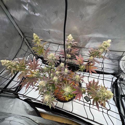 Tropicana Cherry growlog timeline photo