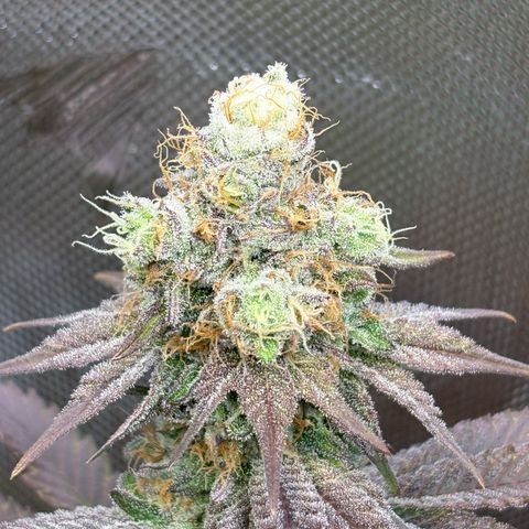 Tropicana Cherry growlog timeline photo