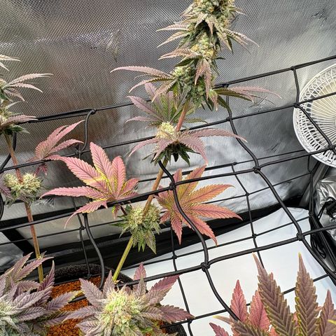 Tropicana Cherry growlog timeline photo