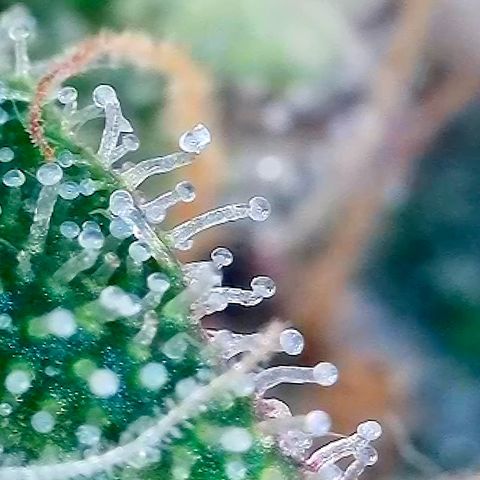Tropicana Cherry growlog timeline photo