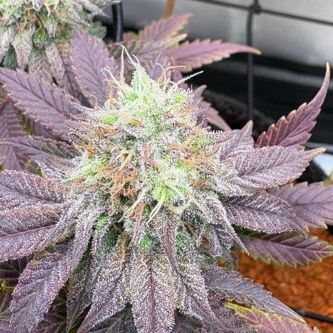 Tropicana Cherry growlog timeline photo