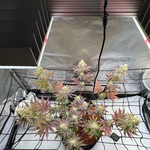 Tropicana Cherry growlog timeline photo