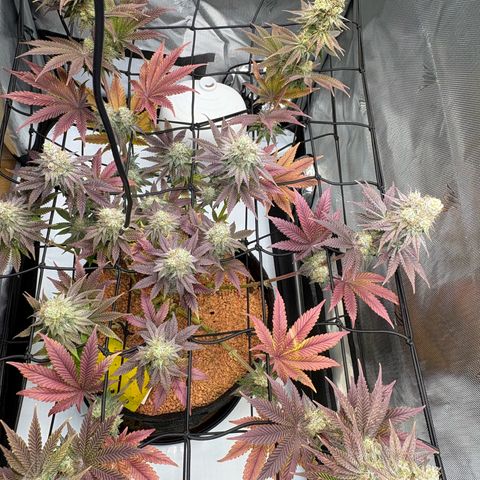 Tropicana Cherry growlog timeline photo