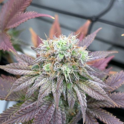 Tropicana Cherry growlog timeline photo