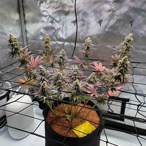 Tropicana Cherry growlog timeline photo