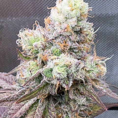 Tropicana Cherry growlog timeline photo
