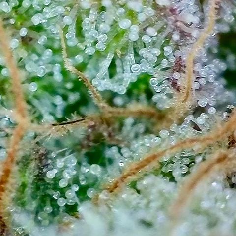 Tropicana Cherry growlog timeline photo