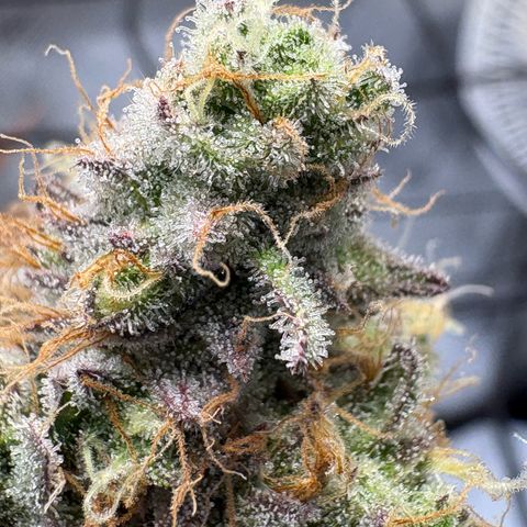 Tropicana Cherry growlog timeline photo